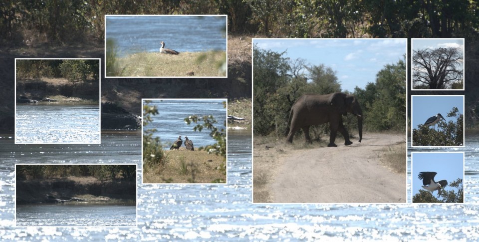 דוגמאות מאלבומים